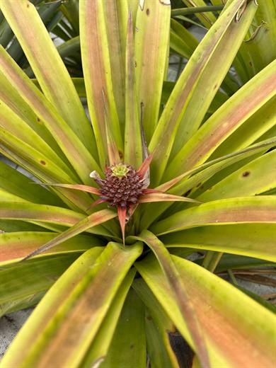 Pineapple plantation, São Miguel, Azores