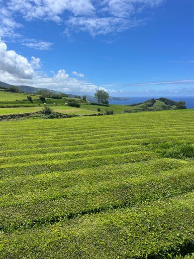 Gorreana Tea Plantation, São Miguel, Azores